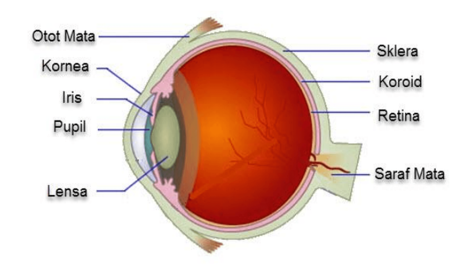 Mata tampak penampang